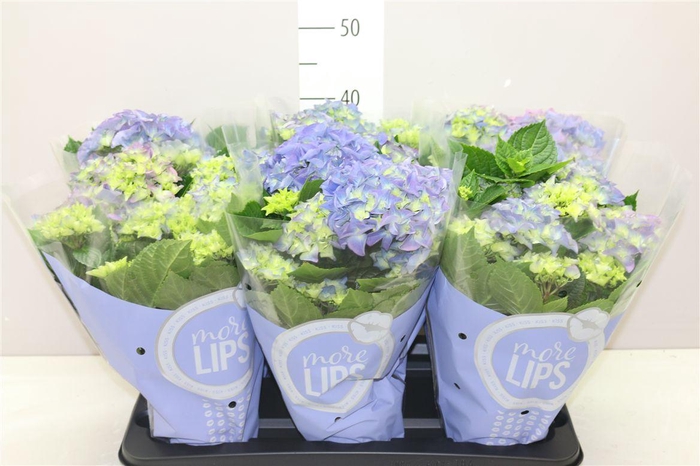 <h4>Hydrangea Early Blue 5-6 More Lips</h4>