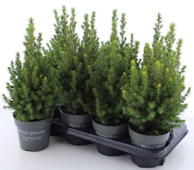 <h4>PICEA GL PERFECTA P13</h4>