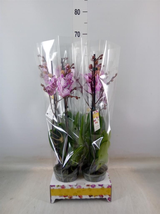 <h4>Phalaenopsis   ...rose</h4>