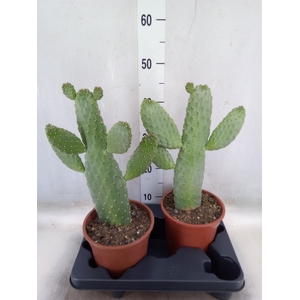 Opuntia