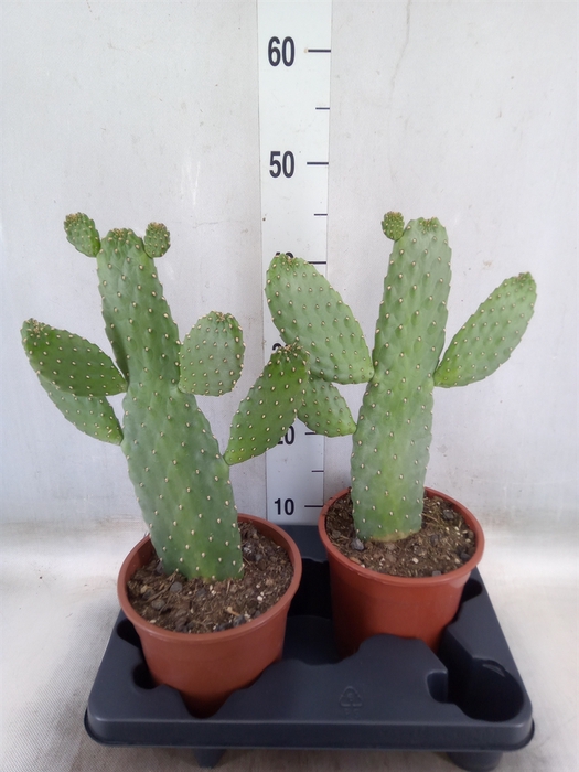 <h4>Opuntia</h4>