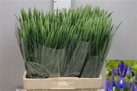 <h4>Iris Blue Magic</h4>