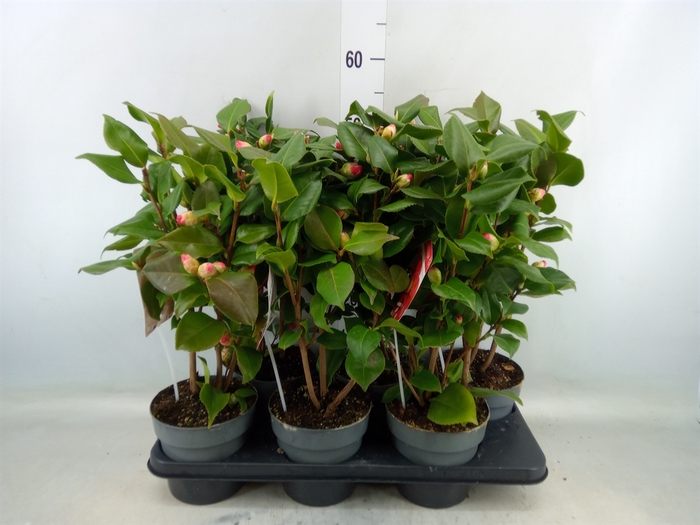 <h4>Camellia japonica</h4>