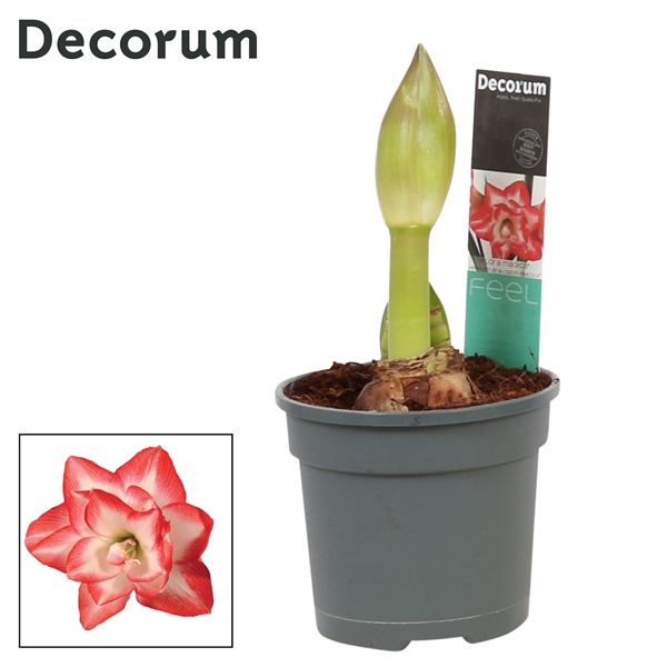 <h4>Hipp 2 bl Blossom Peacock</h4>