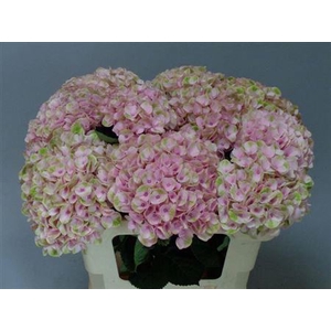 Hydr M Revolution Roze