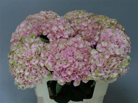<h4>Hydr M Mag Revolution Rose</h4>