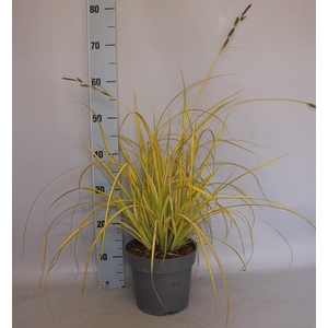vaste planten 19 cm  Carex Bowlen Golden