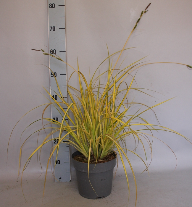 <h4>vaste planten 19 cm  Carex Bowlen Golden</h4>