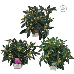 Rhododendron yak. Mix C4 30-40