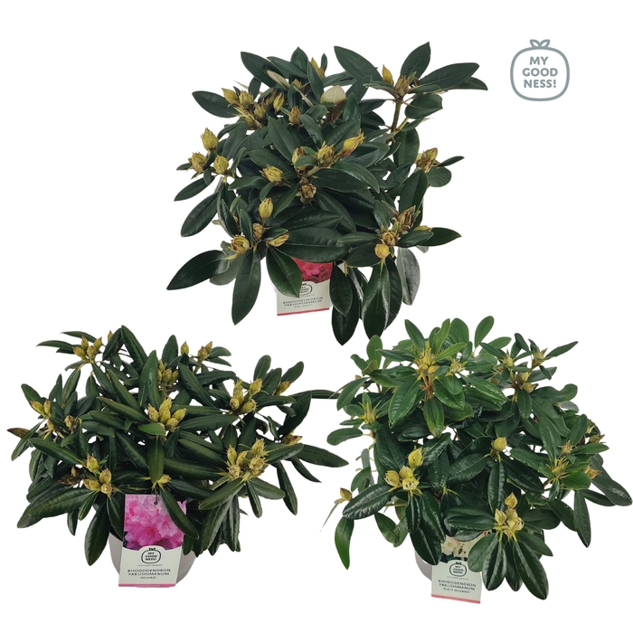 <h4>Rhododendron yak. Mix C4 30-40</h4>