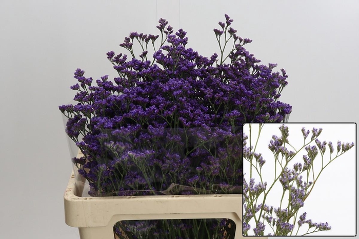 <h4>LIM MAINE BLUE</h4>