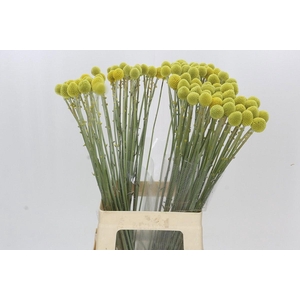 CRAS PAINTBALL GLOBE