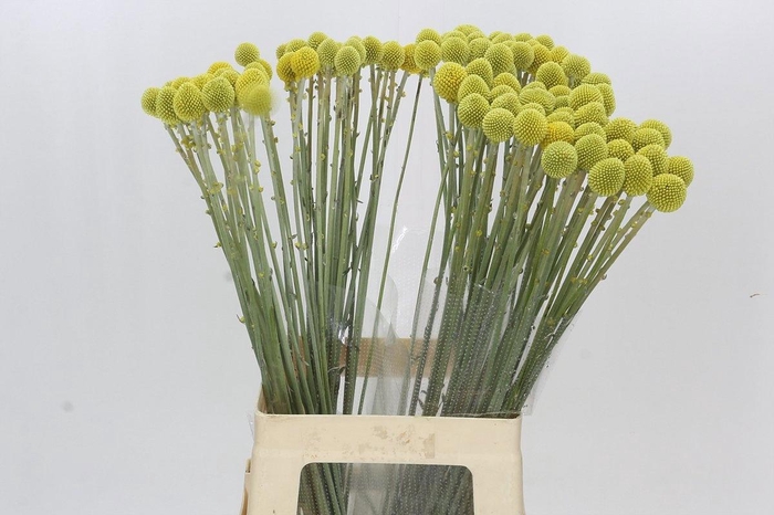 <h4>CRAS PAINTBALL GLOBE</h4>