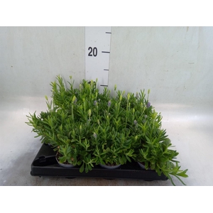 Lavandula angus.