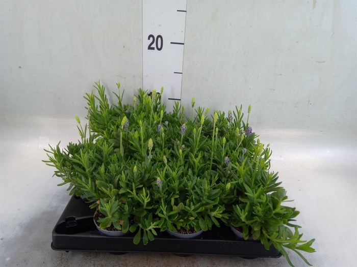 <h4>Lavandula angus.</h4>