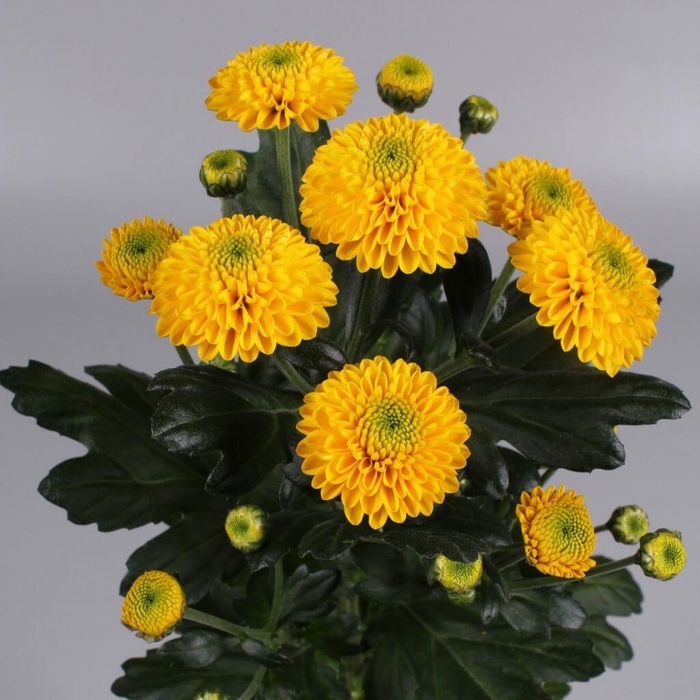 CHR S MAVERICK YELLO