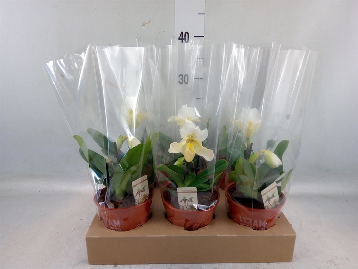 <h4>Paphiopedilum   ...</h4>