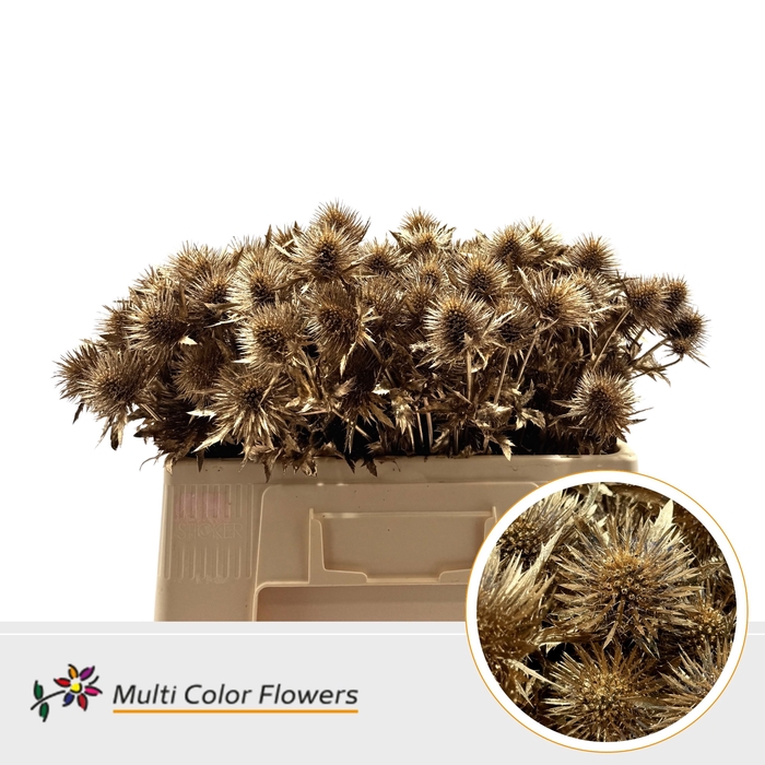 <h4>Eryngium Antique</h4>