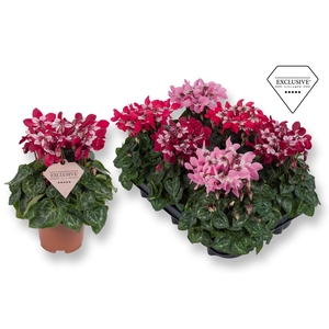 Cyclamen Exclusive® - Djix Mix Rood/Wijnrood/Roze
