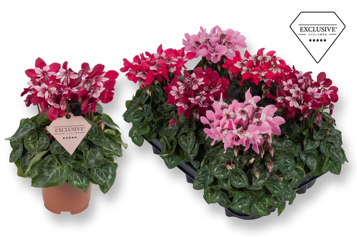<h4>Cyclamen Exclusive® - Djix Mix Rood/Wijnrood/Roze</h4>