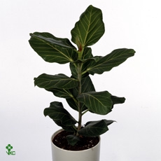 FICUS BENGHALENSIS