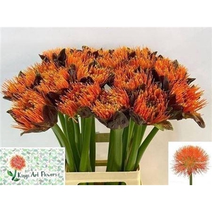 Scadoxus M King O Orange