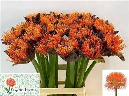 <h4>Scadoxus M King O Orange</h4>