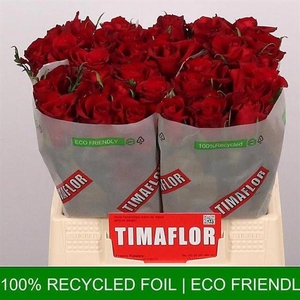 R Gr Ever Red Extra Tima