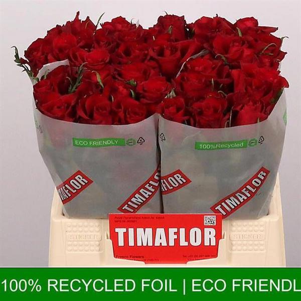 <h4>R Gr Ever Red Extra Tima</h4>