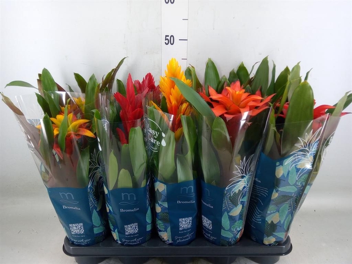 <h4>Bromelia   ...mix</h4>