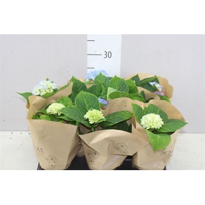 Hydrangea Gemengd 1-2 Blue White