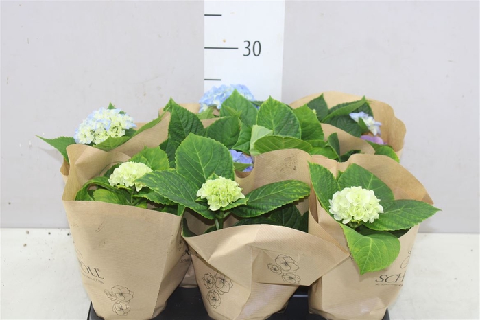 <h4>Hydrangea Gemengd 1-2 Blue White</h4>