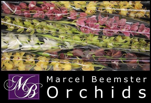 <h4>CYMB MI GEM</h4>