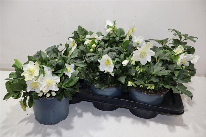 <h4>Hell Ni Chr Carol</h4>