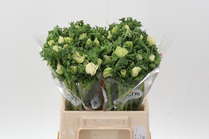 <h4>Anem Gall Wit</h4>