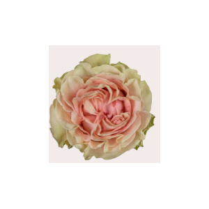 R Gr Happy Pink  Pink 50cm EC