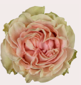 <h4>R Gr Happy Pink  Pink 50cm EC</h4>