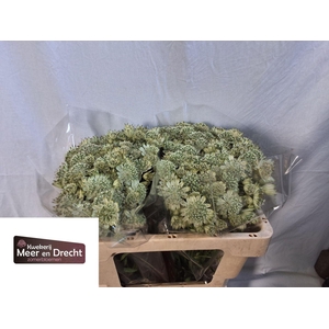 ASTRANTIA MAGICAL SNOWFALLS ASTR MA