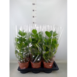 Clusia rosea 'Princess'