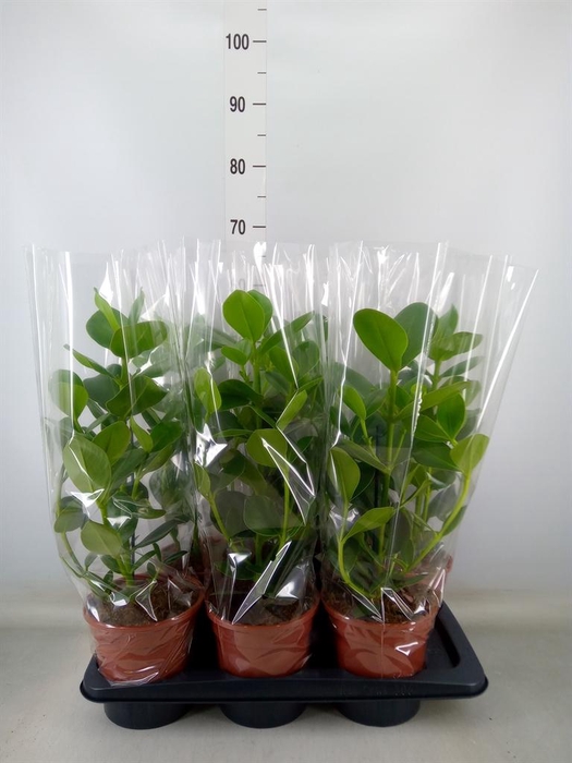 <h4>Clusia rosea 'Princess'</h4>