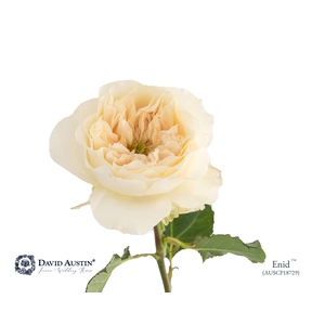 Rosa David Austin Enid