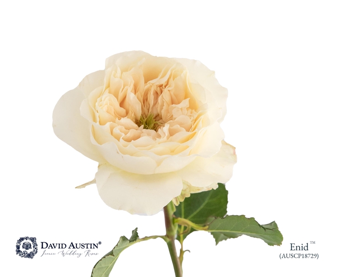 <h4>Rosa David Austin Enid</h4>