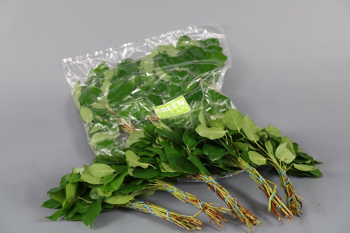 <h4>Salal Mini Tips (5 Bunch per Bag)</h4>