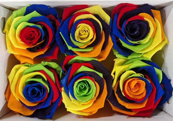 Ro Pres Classic Rainbow
