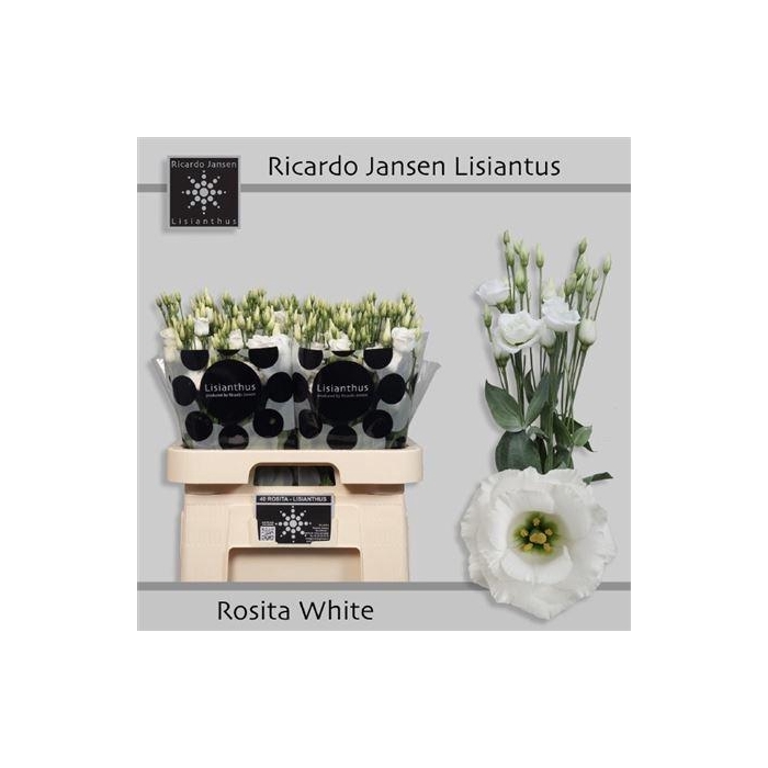 <h4>Eus G Rosi White</h4>