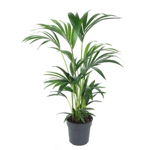 Howea Forsteriana(kentia) P19-80