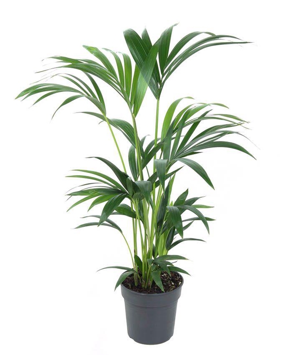 <h4>Howea Forsteriana(kentia) P19-80</h4>