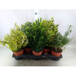Euonymus japon.   ...mix