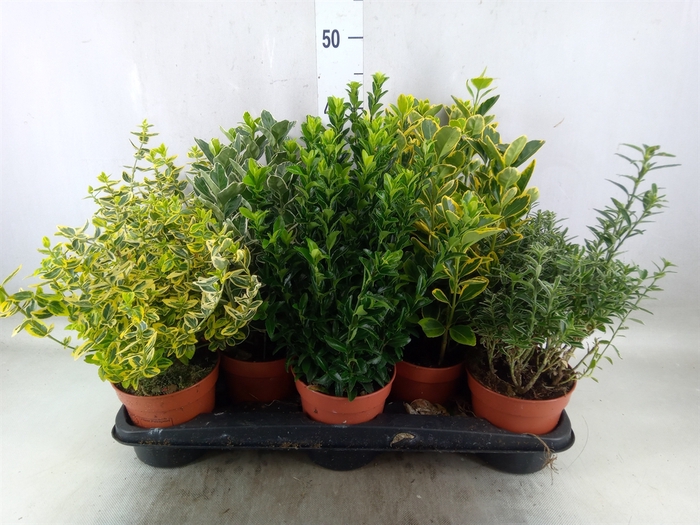 <h4>Euonymus japon.   ...mix</h4>