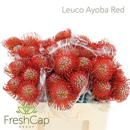 <h4>Leuco Ayoba Red</h4>